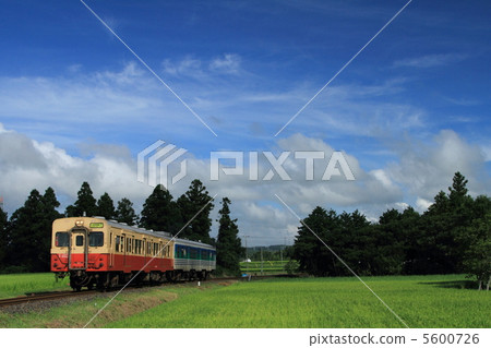 Kurumin line 5600726