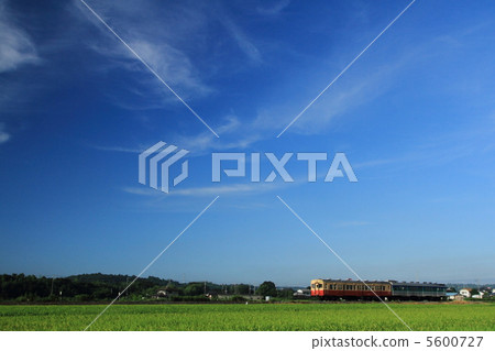 Kurumin line 5600727