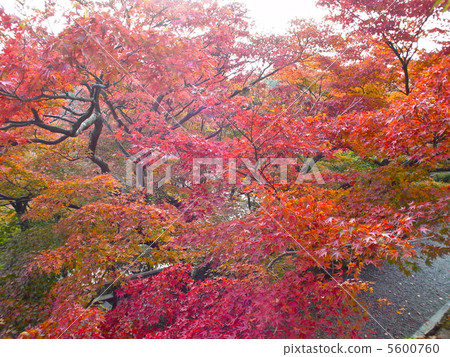 Autumn leaves of Kiyomizudera (Higashiyama ku, Kyoto city) 5600760
