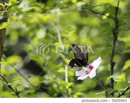 Swallowtail butterfly dining table 5600903