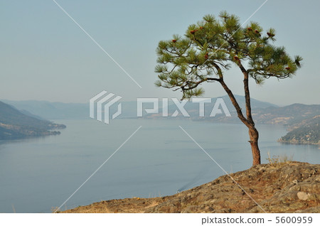 孤獨的松樹 5600959