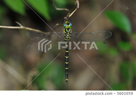 Mirun'yanma Mirun'yanma 5601059