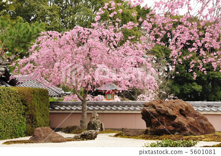 京都四天王子鳥獸園 5601081