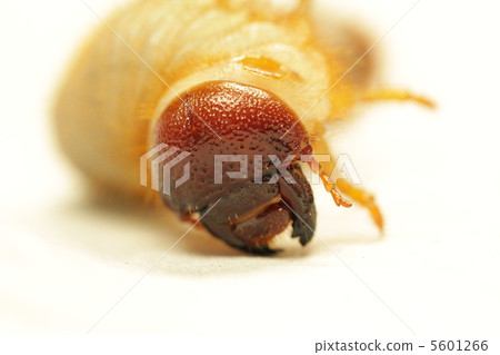 昆蟲 昆蟲 5601266