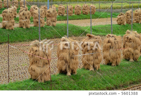 Autumn rice field 5601388