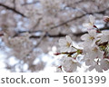 春天的櫻花樹 5601399