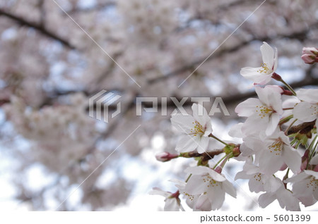 春天的櫻花樹 5601399
