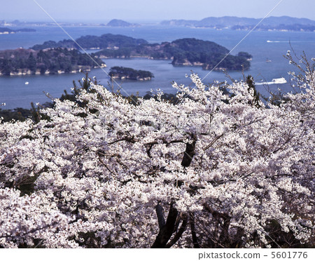 Sakura and Matsushima 5601776