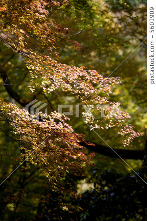 The foliage of Kurama horse The foliage of Kurama horse 5601909