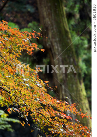 The foliage of Kurama horse The foliage of Kurama horse 5601910