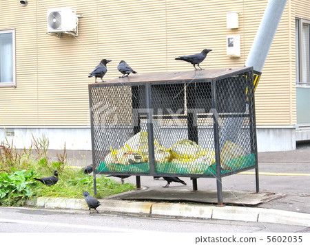 A crow of rubbing rubbish 5602035
