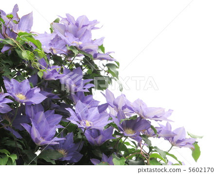 Tessen in full bloom Tessen in full bloom 5602170