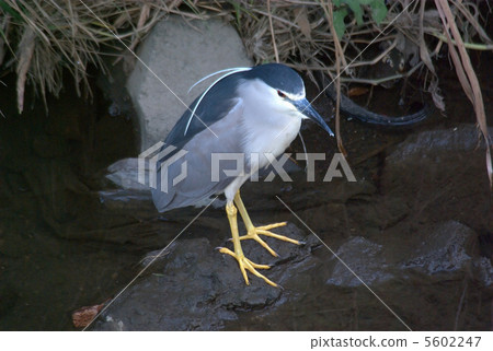 大藍鷺 5602247