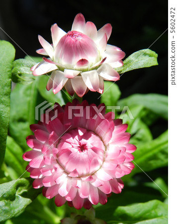 Taiwanese Caicza (cauliflower) 5602472