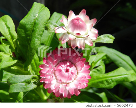 Taiwanese Caicza (cauliflower) 5602473