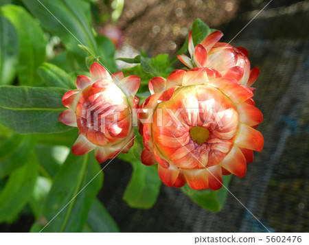 台灣Caicza（花椰菜） 5602476