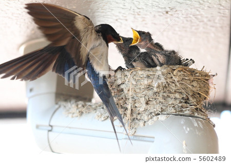 Parent bird feeding at the swallows nest Parent bird feeding at the swallows nest 5602489