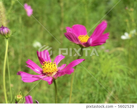 Cosmos 5602529