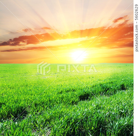 Grassland on sunset 5602629