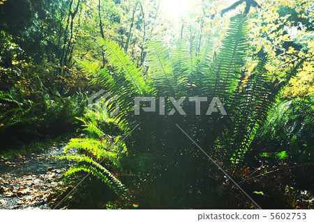 Fern Fern 5602753
