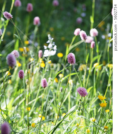 Flores meadow Flores meadow 5602754