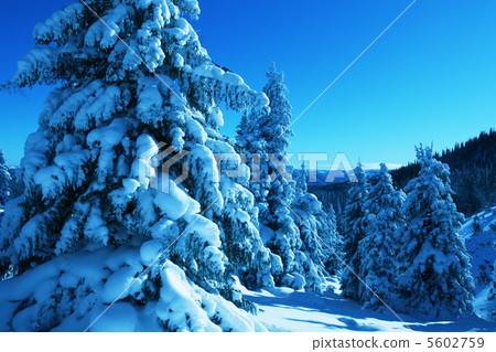 Snow in the forest 5602759