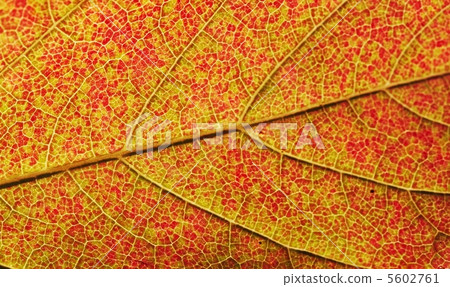Leaves texture 5602761