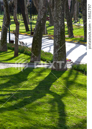 Garden 5602797