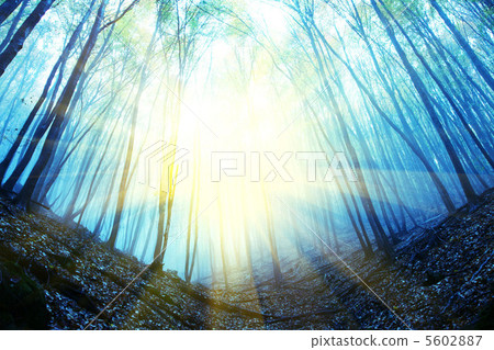 Spring forest Spring forest 5602887