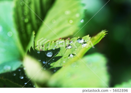 Drops 5602896