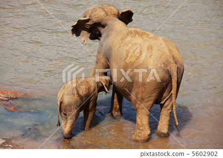 Elephants on Sri Lanka 5602902