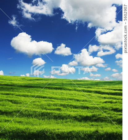 Grassland Grassland 5602907