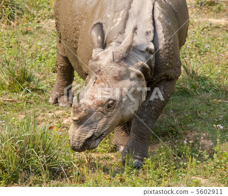Rhino Rhino 5602911