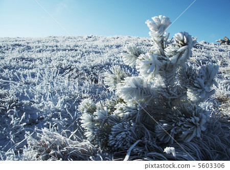 Christmas theme Christmas theme 5603306