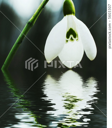 Snowdrop 5603307