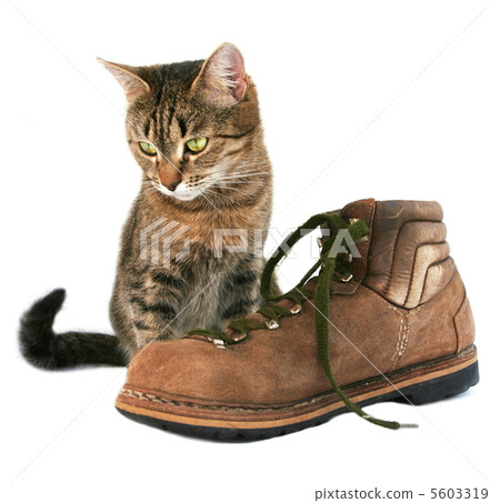 Cat and boot Cat and boot 5603319