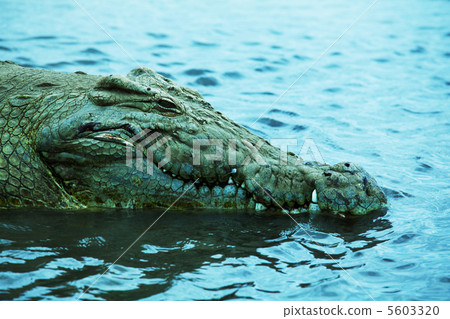 Crocodile Crocodile 5603320