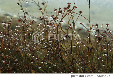 Drop in grass Drop in grass 5603323