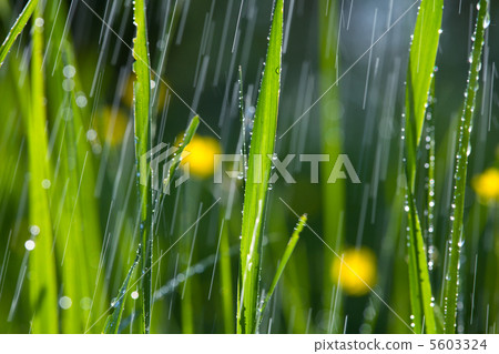 Rain in garden Rain in garden 5603324