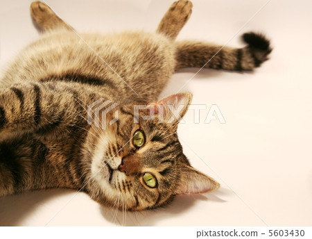 Relaxing cat Relaxing cat 5603430