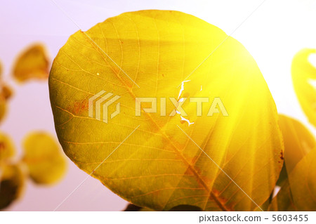 Autumn leaves Autumn leaves 5603455