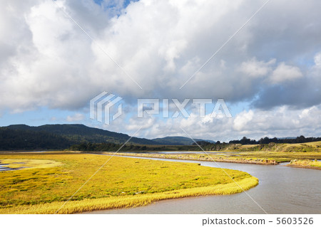 Meadow Meadow 5603526