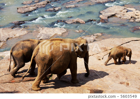 Elephants on Sri Lanka Elephants on Sri Lanka 5603549