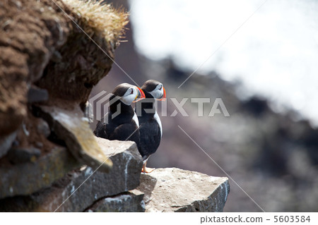Puffin Puffin 5603584