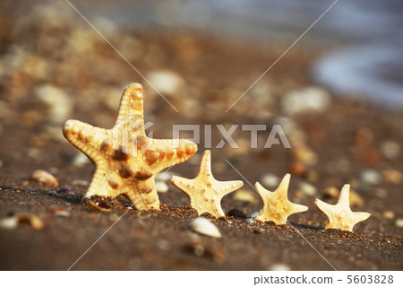 Starfish Starfish 5603828