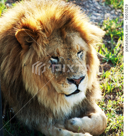 Lion Lion 5603829