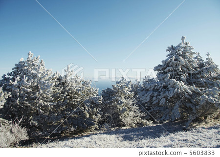 Frozen forest 5603833