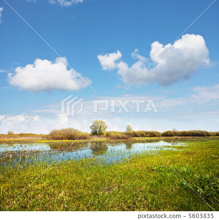 Meadow 5603835