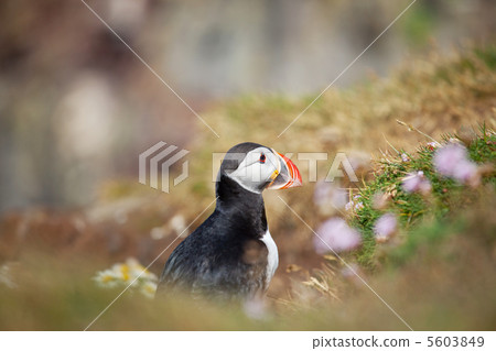 Puffin Puffin 5603849