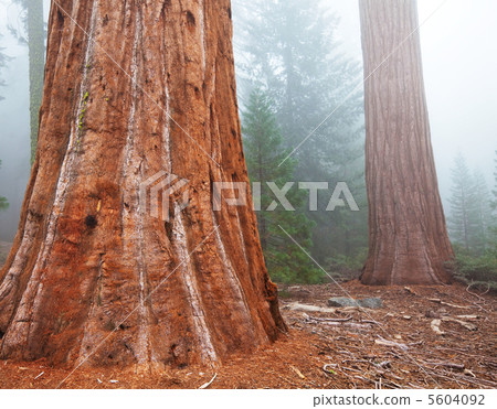 Sequoya 5604092